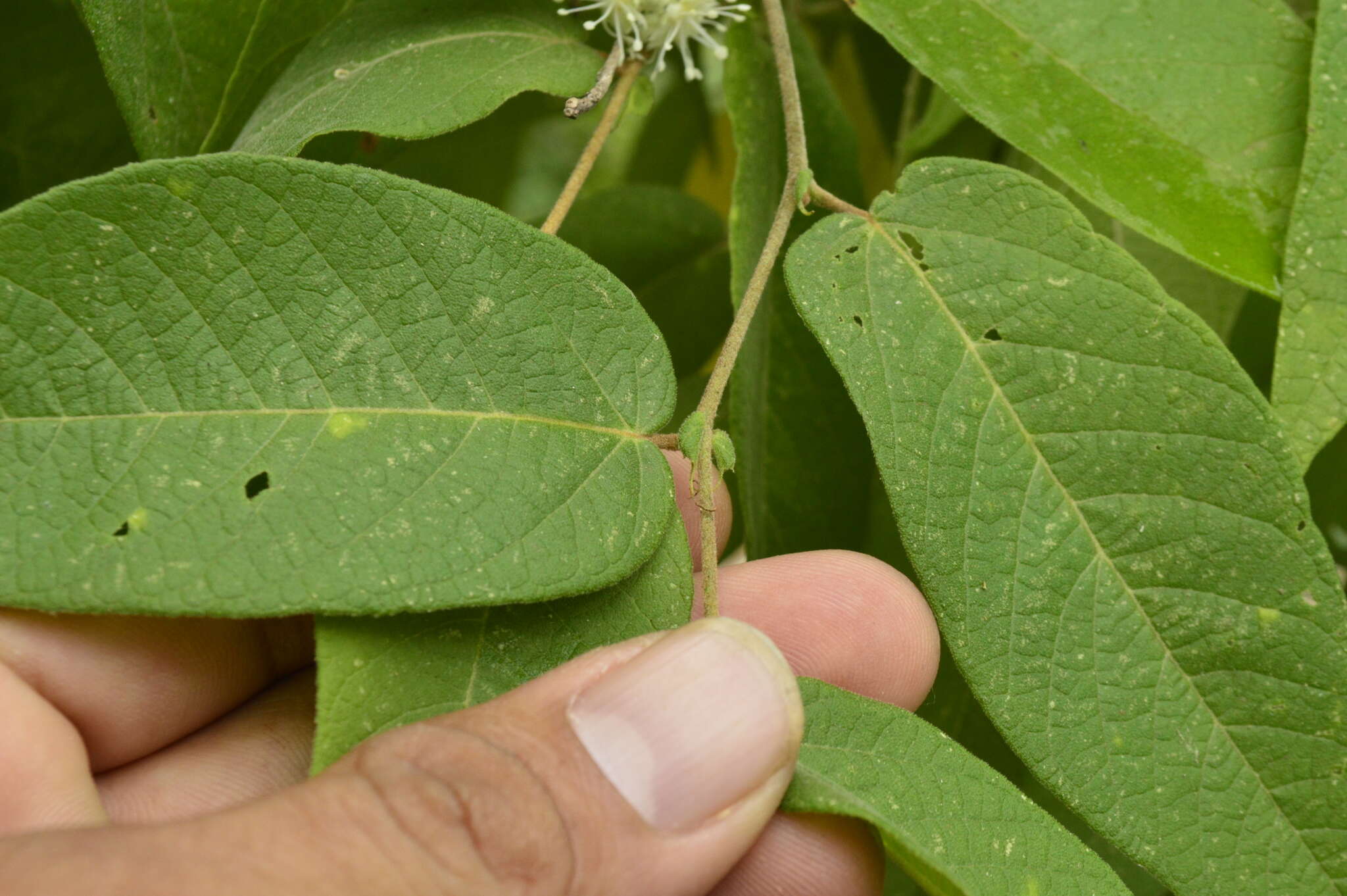 Image of Croton alamosanus Rose