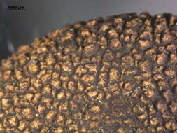 Image of Elaphomyces asperulus Vittad. 1831