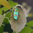 Chrysochroa viridisplendens Théry 1898 resmi