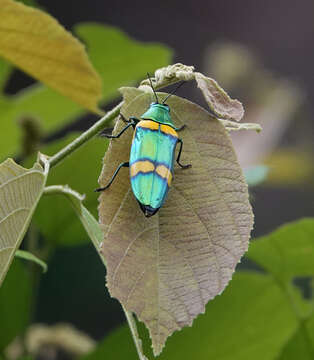 Sivun Chrysochroa viridisplendens Théry 1898 kuva