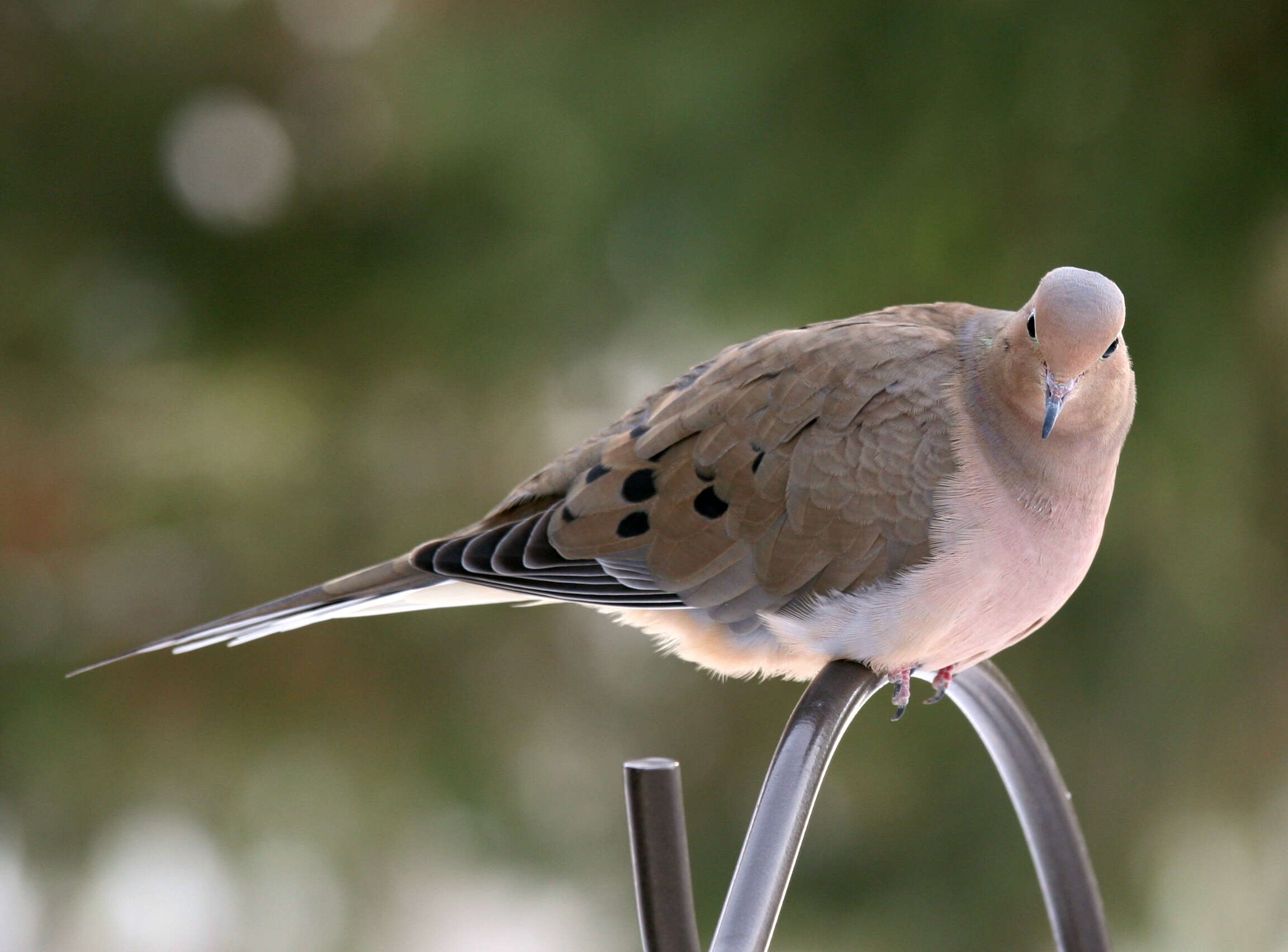 Image of American Mourning Dove