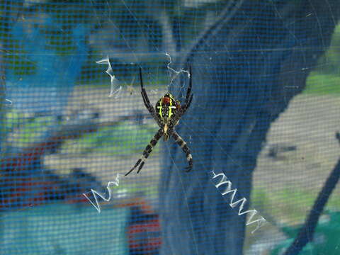 Image of Argiope amoena L. Koch 1878