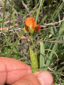 Image of Tephrosia acaciifolia Baker