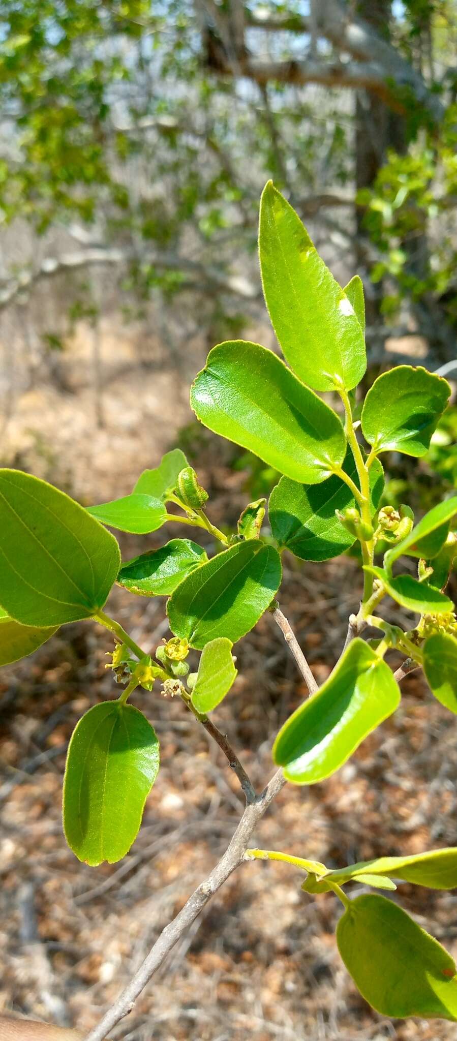 Colubrina decipiens (Baill.) Capuron resmi