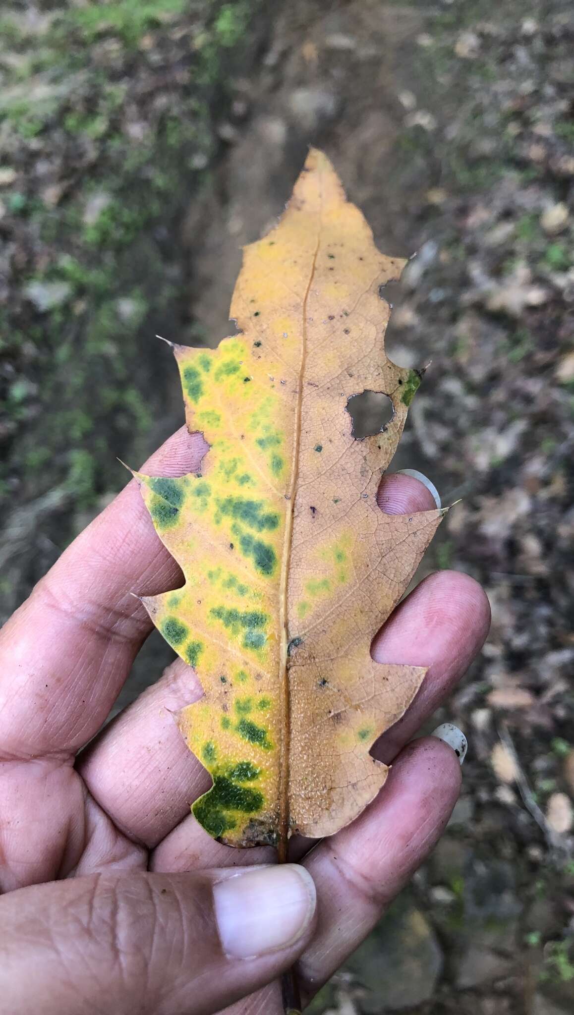 Image of oracle oak