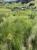 Image of silvergrass