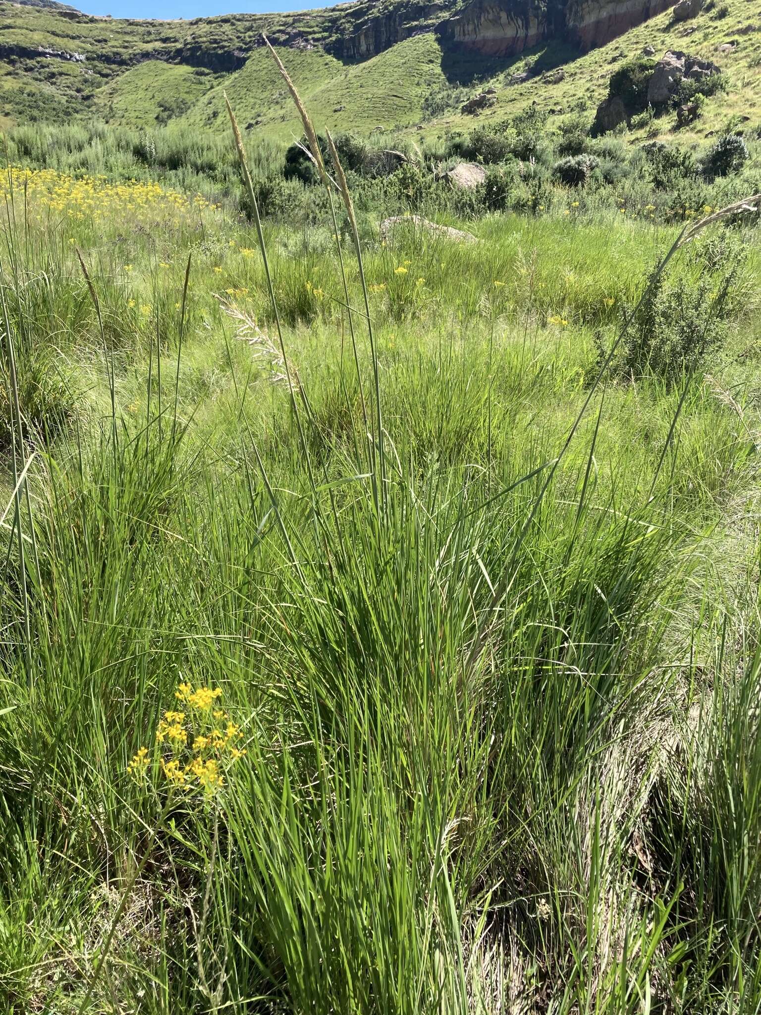 Слика од Miscanthus ecklonii (Nees) Mabb.