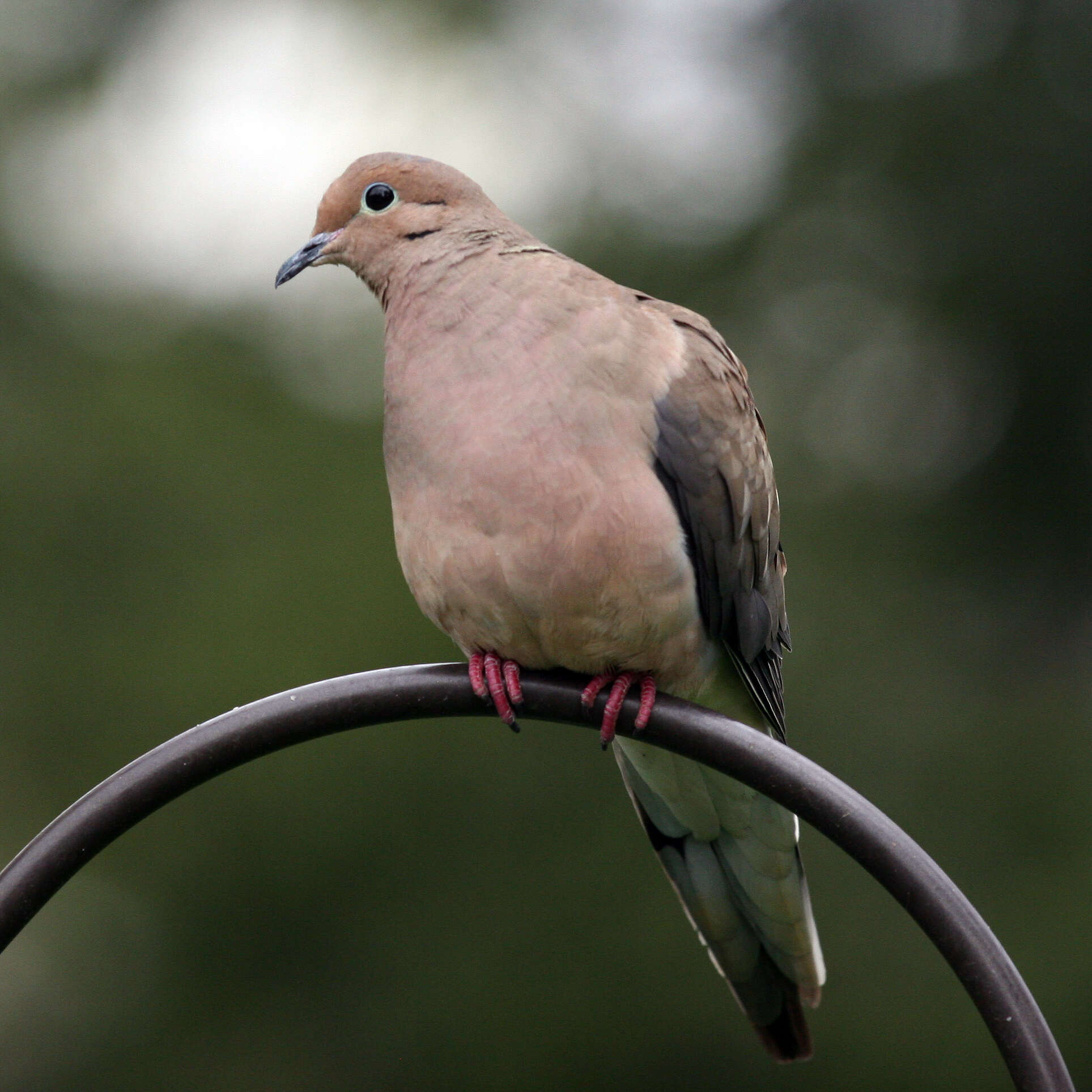 Image of American Mourning Dove