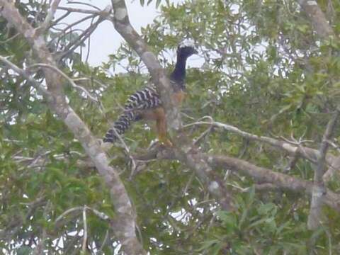 Image of Bare-faced Curassow