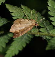 Imagem de Chaetolopha leucophragma Meyrick 1891