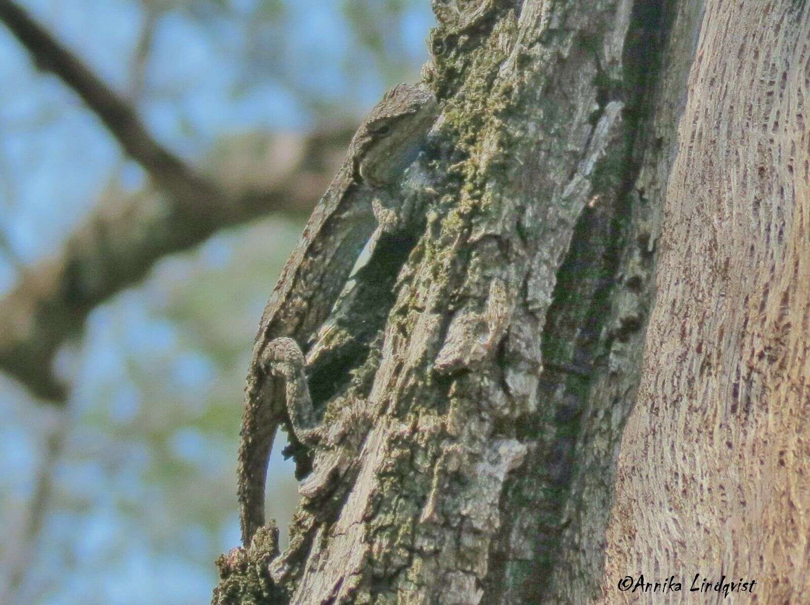 Image of Texas Tree Lizard