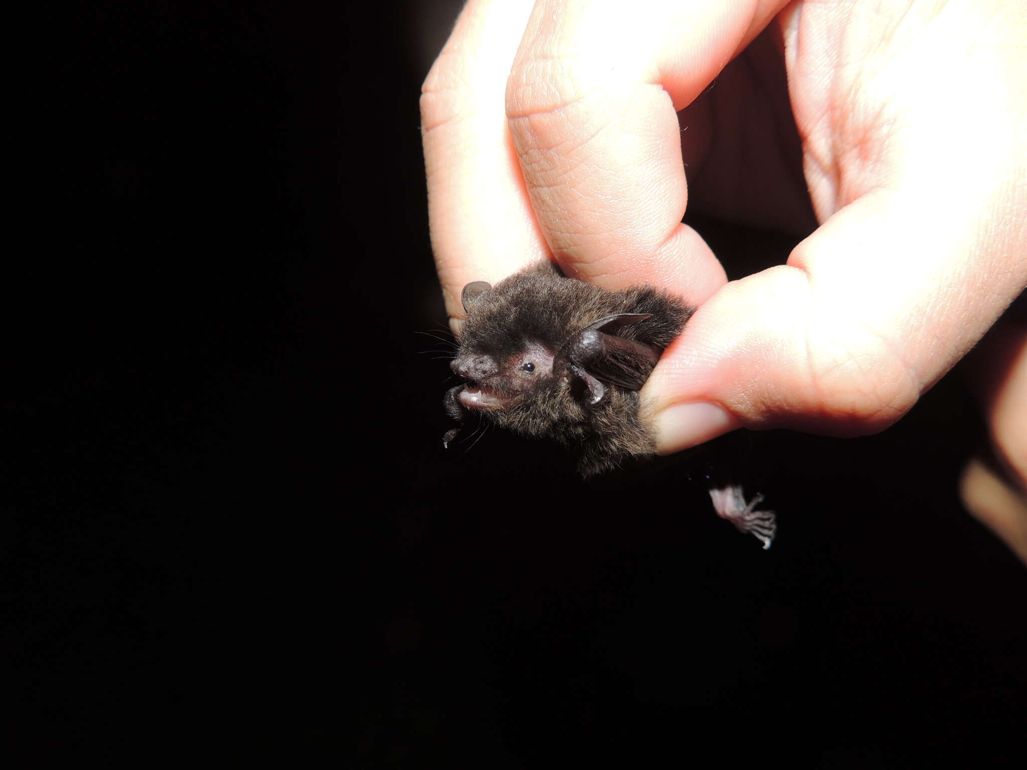 Image of Black Myotis