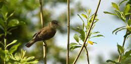 Image of nightingale, common nightingale