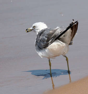 Image of Ring-billed Gull