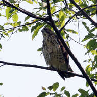 Plancia ëd Buteo platypterus (Vieillot 1823)