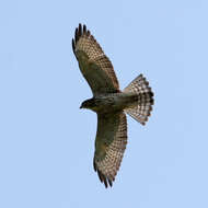 Plancia ëd Buteo platypterus (Vieillot 1823)