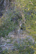 Image of <i>Onychogalea frenata</i> Gray 1841