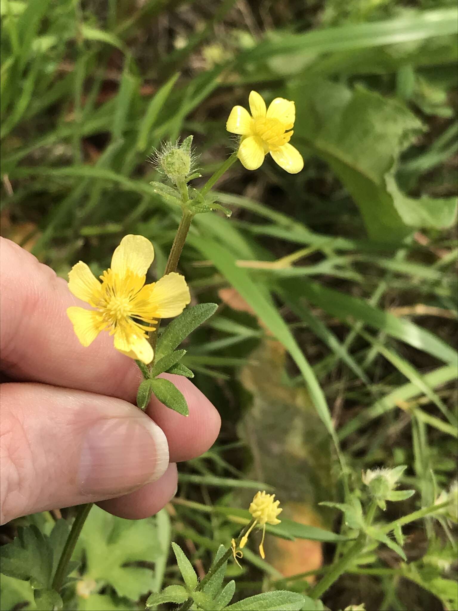 Image de Ranunculus muricatus L.