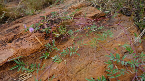 Image of Tephrosia reptans var. reptans