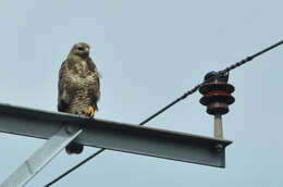 Image of Common Buzzard