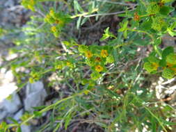 Слика од Euphorbia spinosa L.