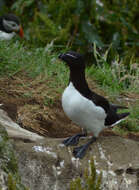 Image of Lesser auk