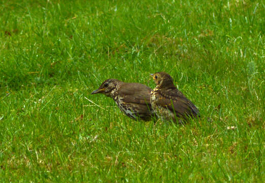 Image of Song Thrush