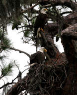 Image of Slash Pine