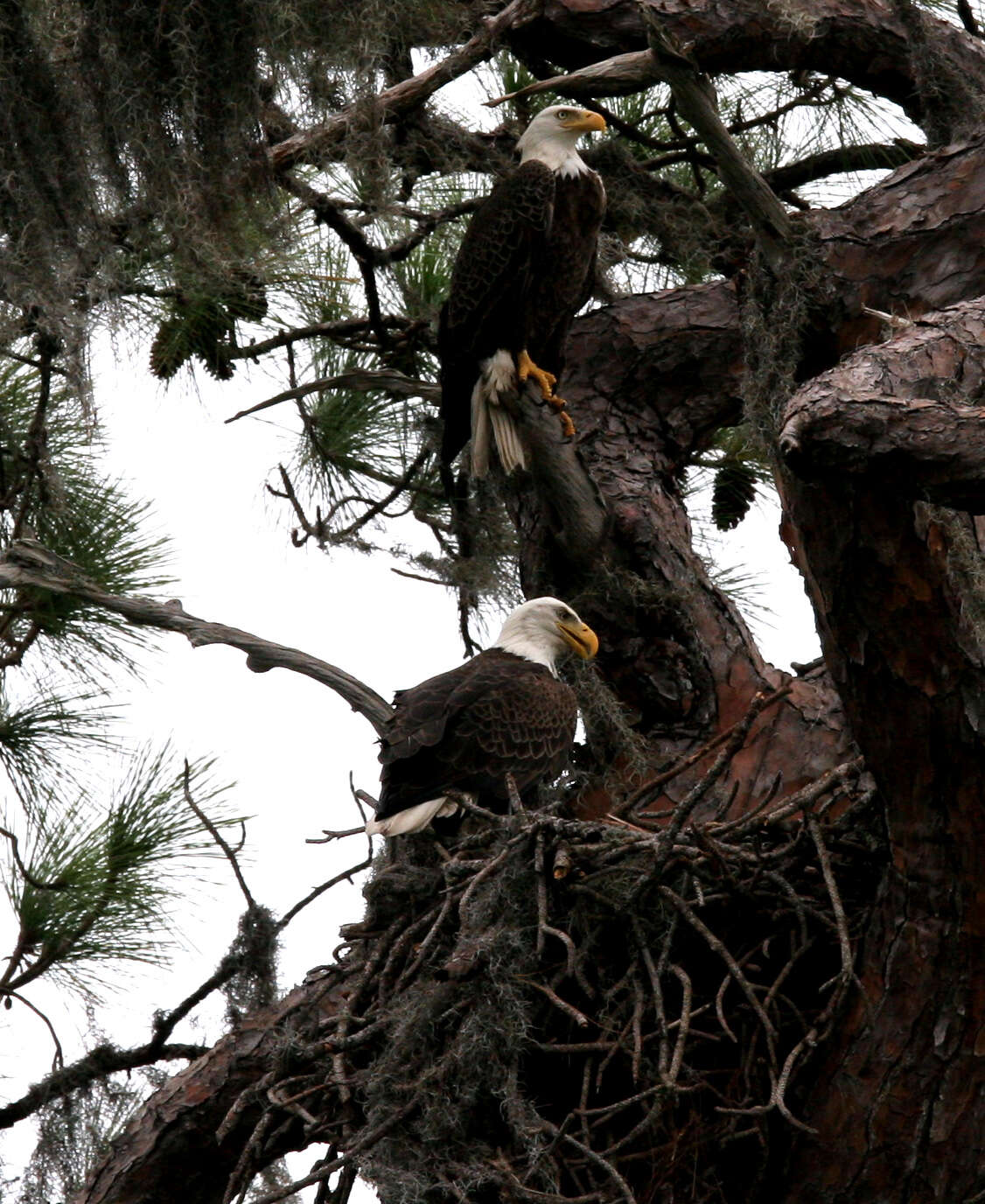 Image of Slash Pine