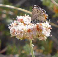 Image of California Buckwheat