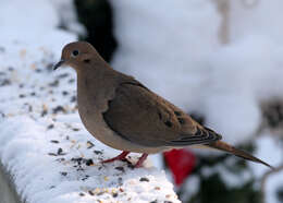 Image of American Mourning Dove