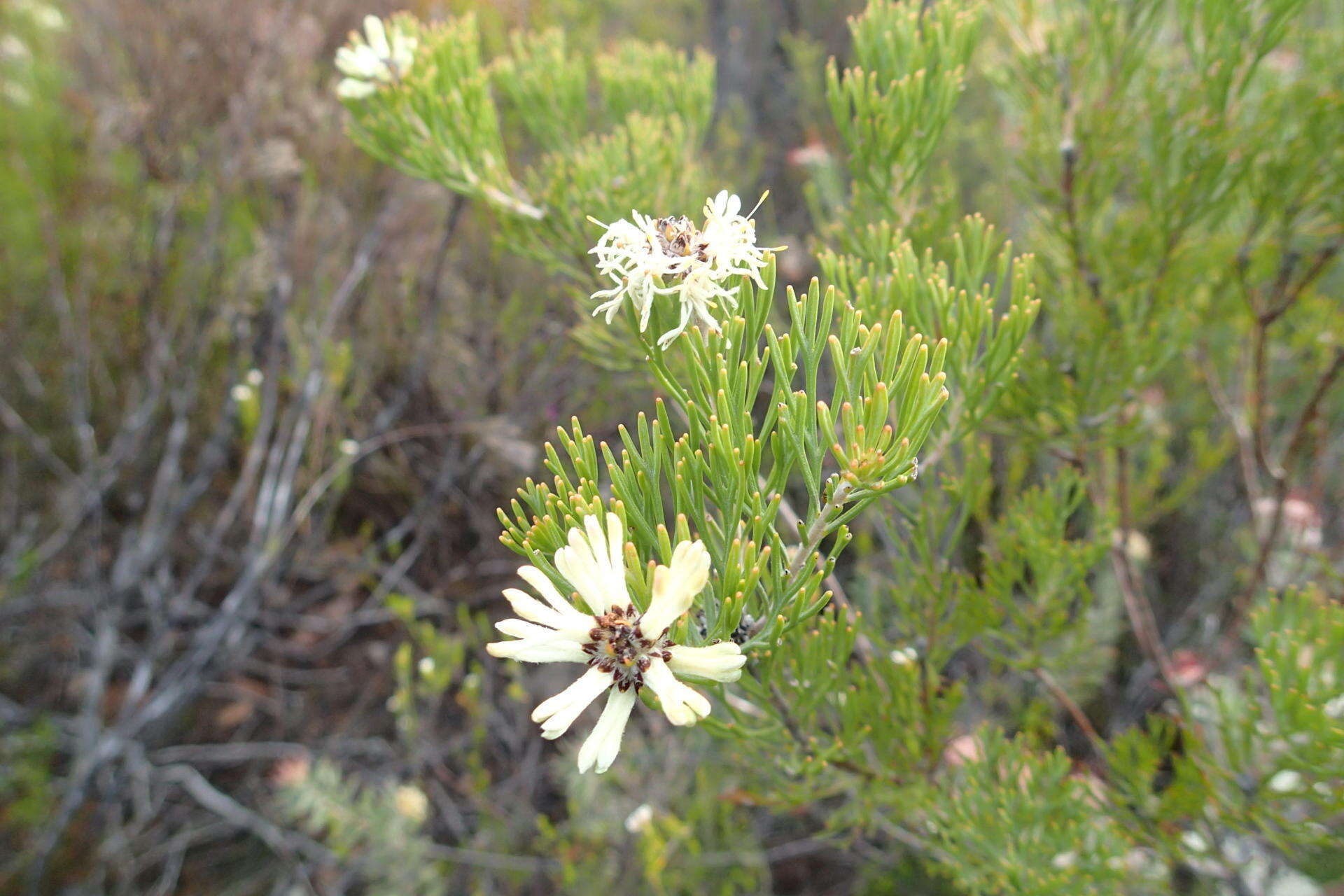 Imagem de Paranomus esterhuyseniae Levyns