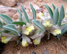 Image of Kickxia floribunda (Boiss.) V. Täckh. & Boulos