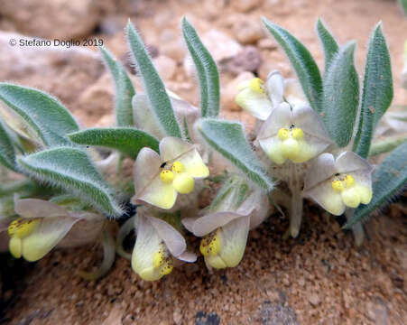 Image de Kickxia floribunda (Boiss.) V. Täckh. & Boulos