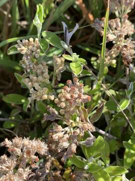 Image of Plecostachys polifolia (Thunb.) O. M. Hilliard & B. L. Burtt