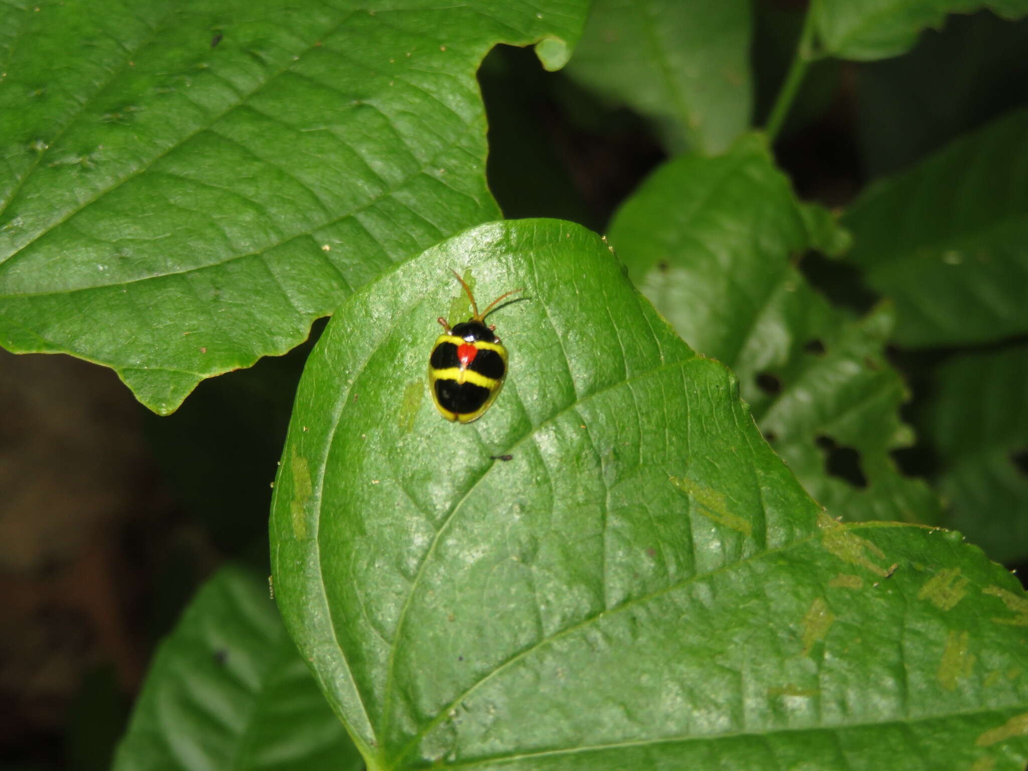 Image of Spilophora peruana (Erichson 1847)