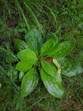 Image de Plantain bâtard