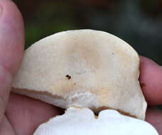 Image of Pale bitter bolete