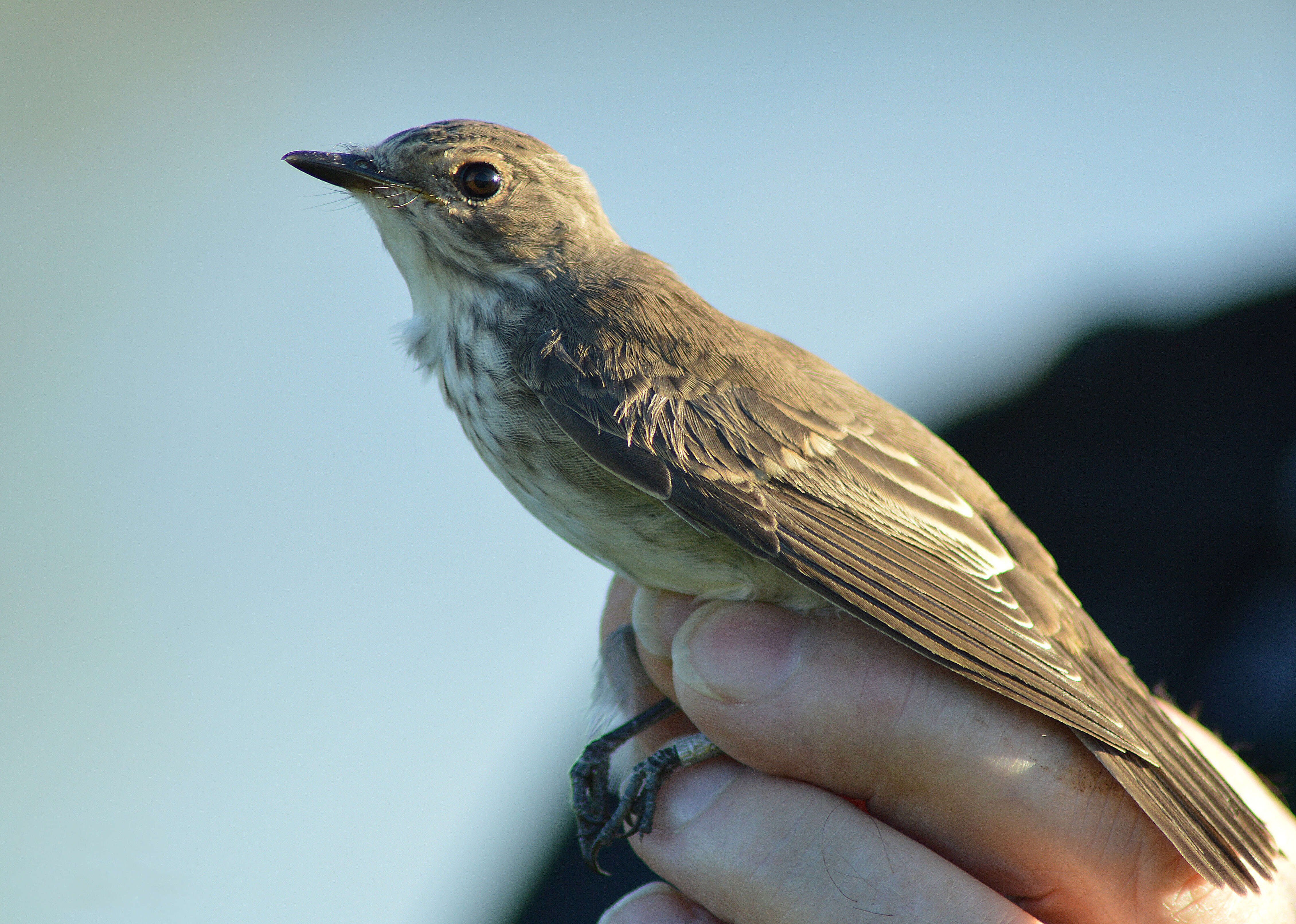 Image of Spotted Flycatcher