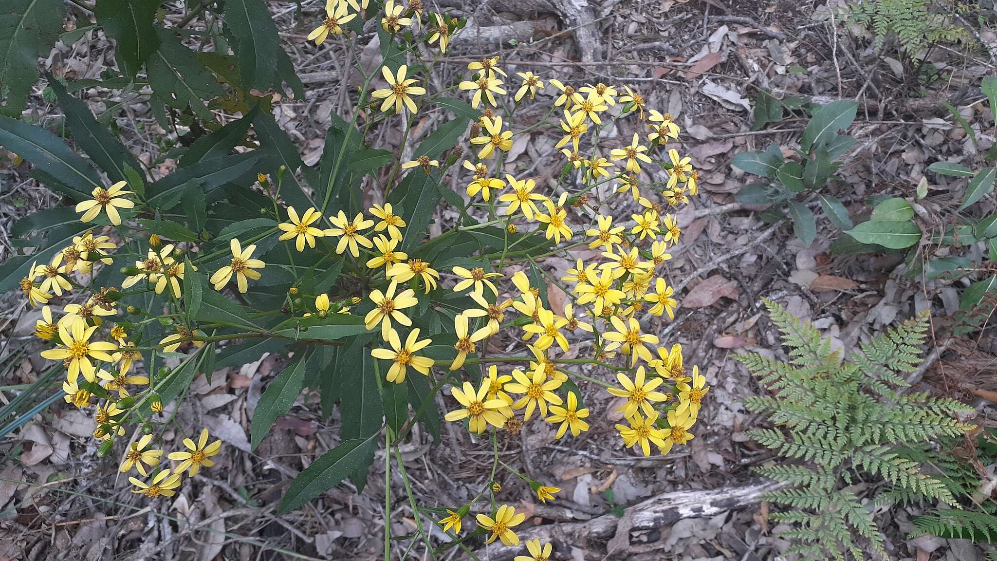 Image of Lordhowea amygdalifolia