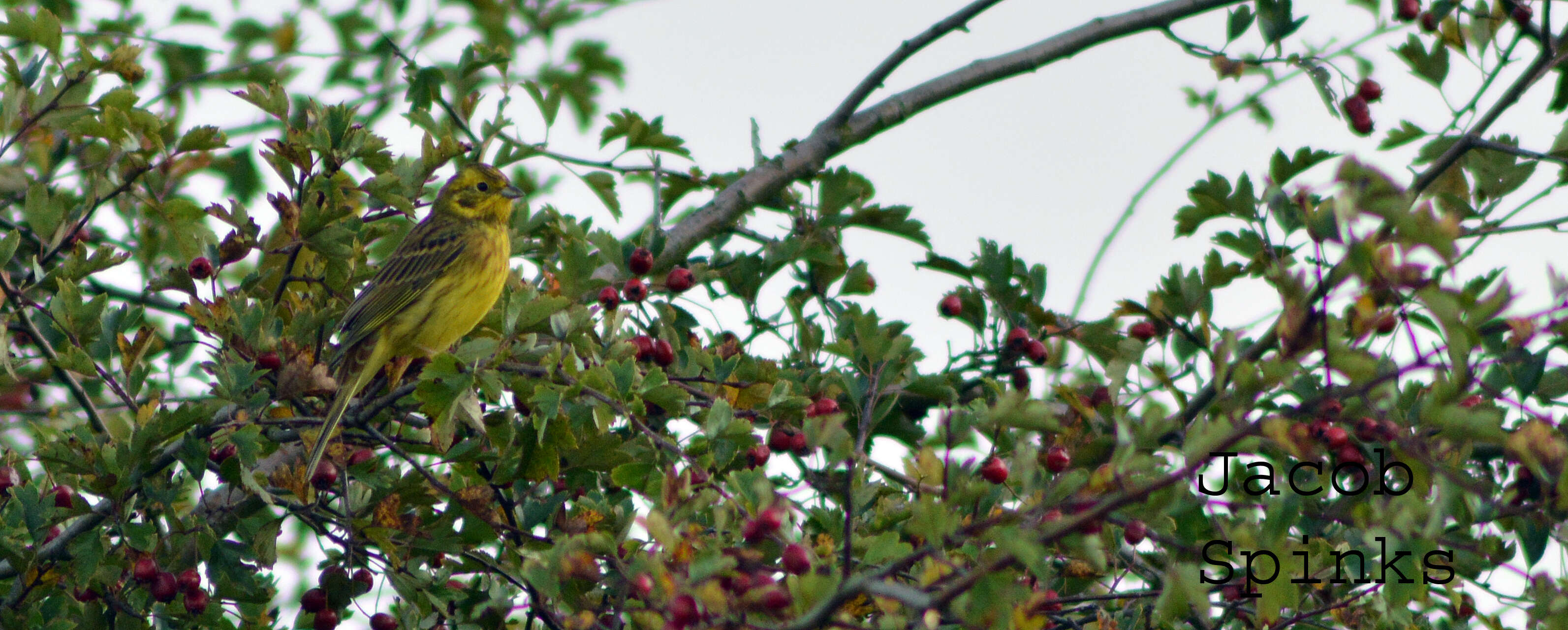 Image of Yellowhammer