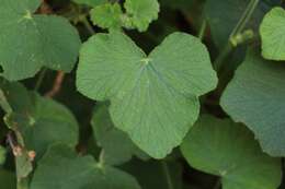 Image of Pelargonium papilionaceum (L.) L'Her. ex Ait.