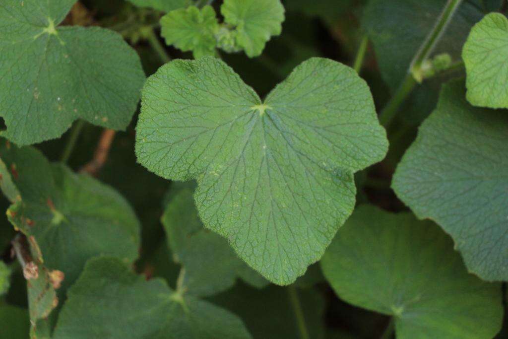 Image of Pelargonium papilionaceum (L.) L'Her. ex Ait.