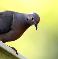 Image of American Mourning Dove