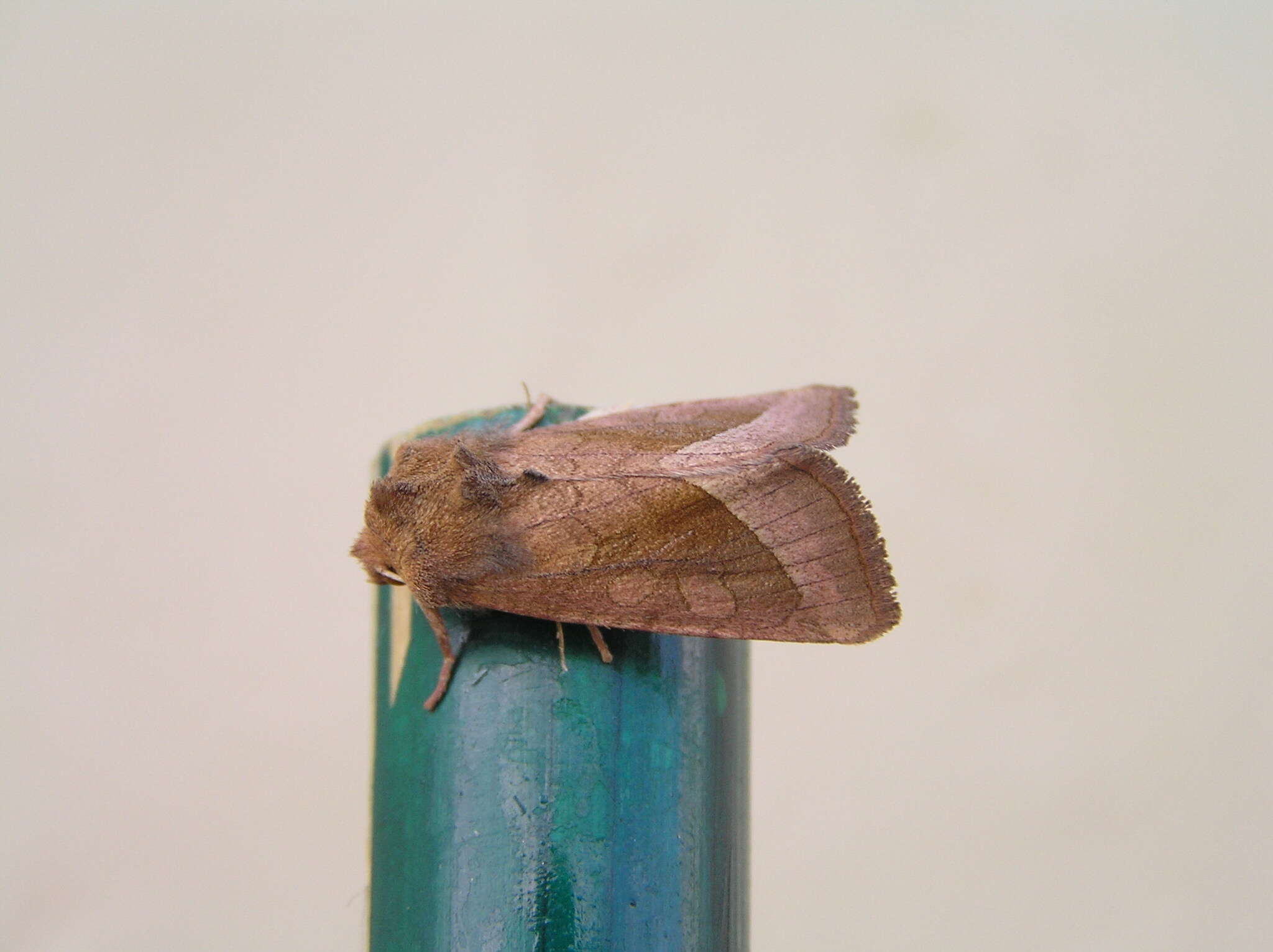 Image of Hydraecia perobliqua Hampson 1910