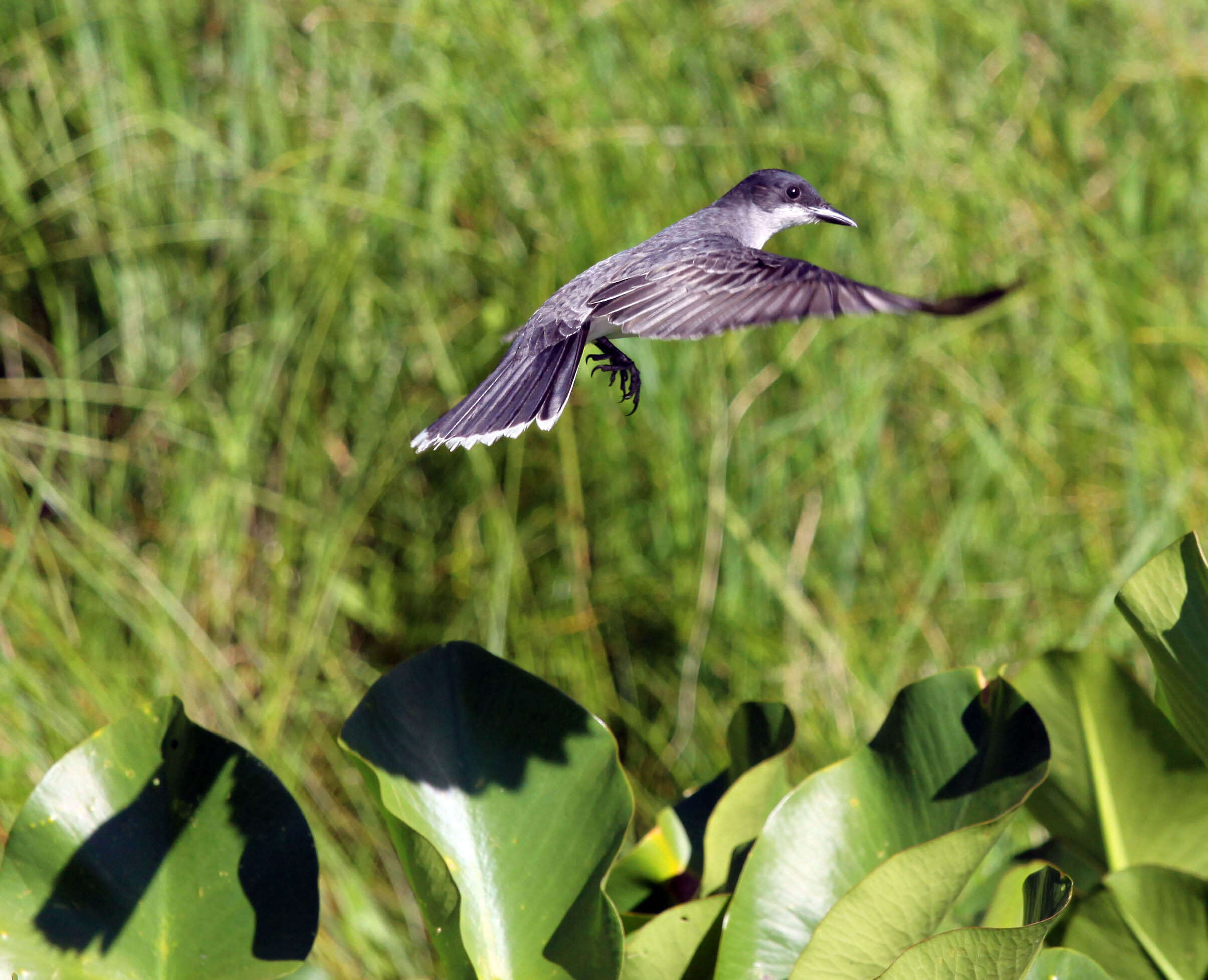 Image of Eastern Kingbird