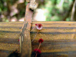 Image of Marasmius pulcherripes Peck 1872