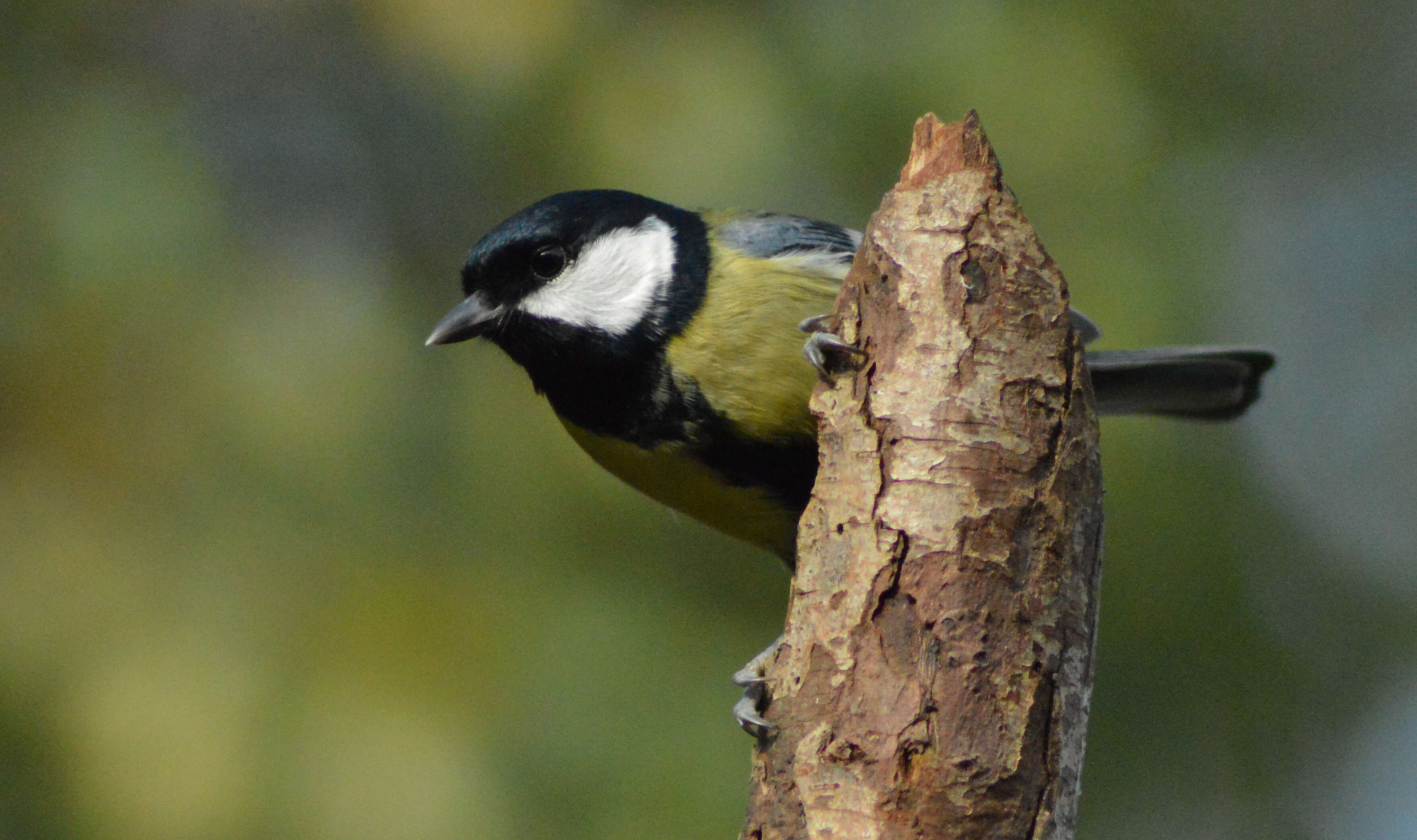 Image of Great Tit