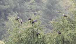 Image of Speckled Wood Pigeon