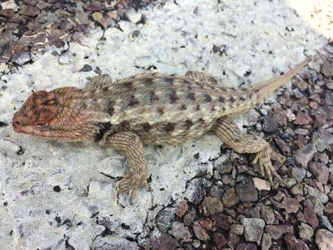 Image of Barred Spiny Lizard